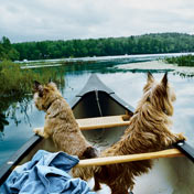 Photo: Two dogs in a small boat