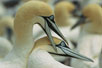 Photo: Cape gannets