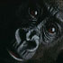 Photo: Gorilla