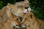 Photo: Lionness cleaning cubs